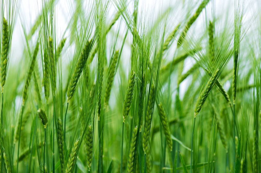 TARIFF: The imposition of a tariff on the barley sector is a timely reminder that Tasmanian agriculture is fundamentally a commodity-based sector. Picture: Shutterstock