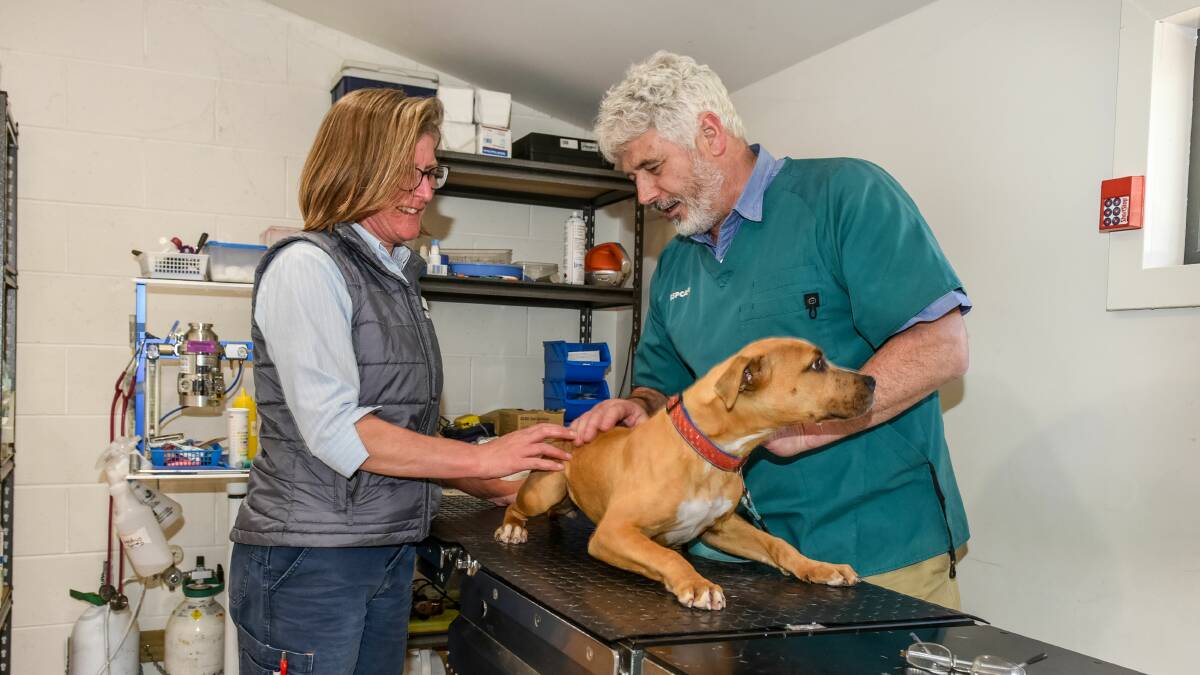 NEW FOCUS: RSPCA Tasmania inspectorate manager Lisa Edwards with chief executive and head vet Andrew Byrne, with Lucy, at the Launceston centre. Picture: Neil Richardson