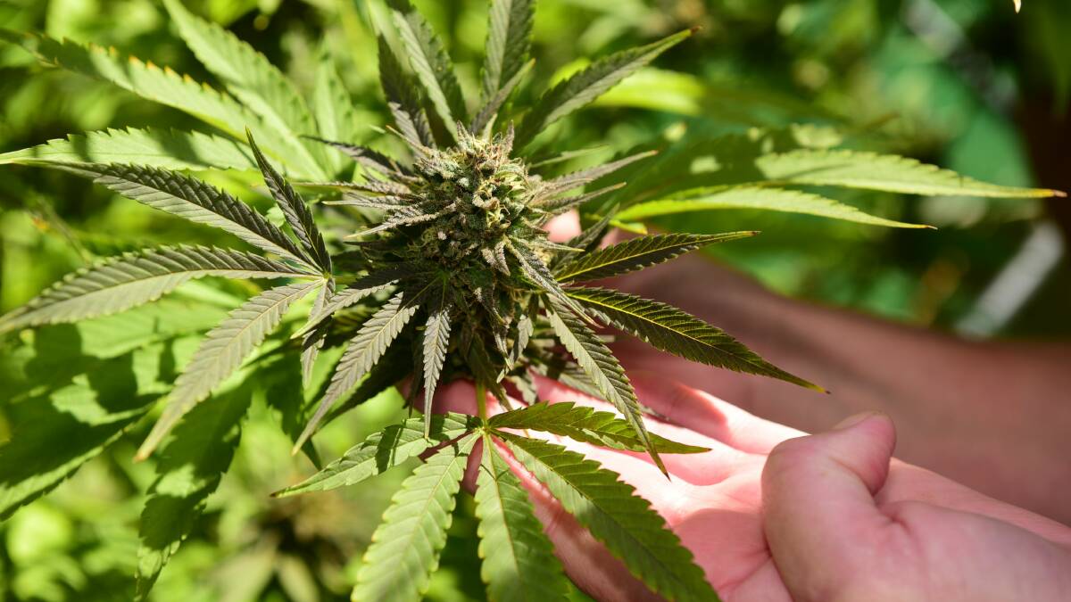Hurdles still persist for medicinal cannabis