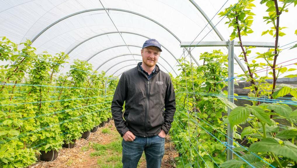  Costa's Wesley Vale Raspberry Farm manager Blaine Astell joined the company in 2012 when he was 17 and was employed as a crop maintenance worker. Picture:Eve Woodhouse.