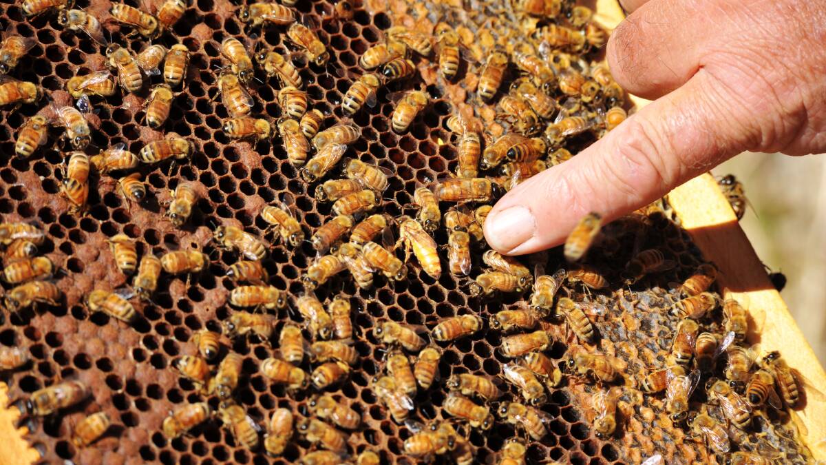 Ban on queen bee imports extended in Tassie as varroa mite spreads in NSW