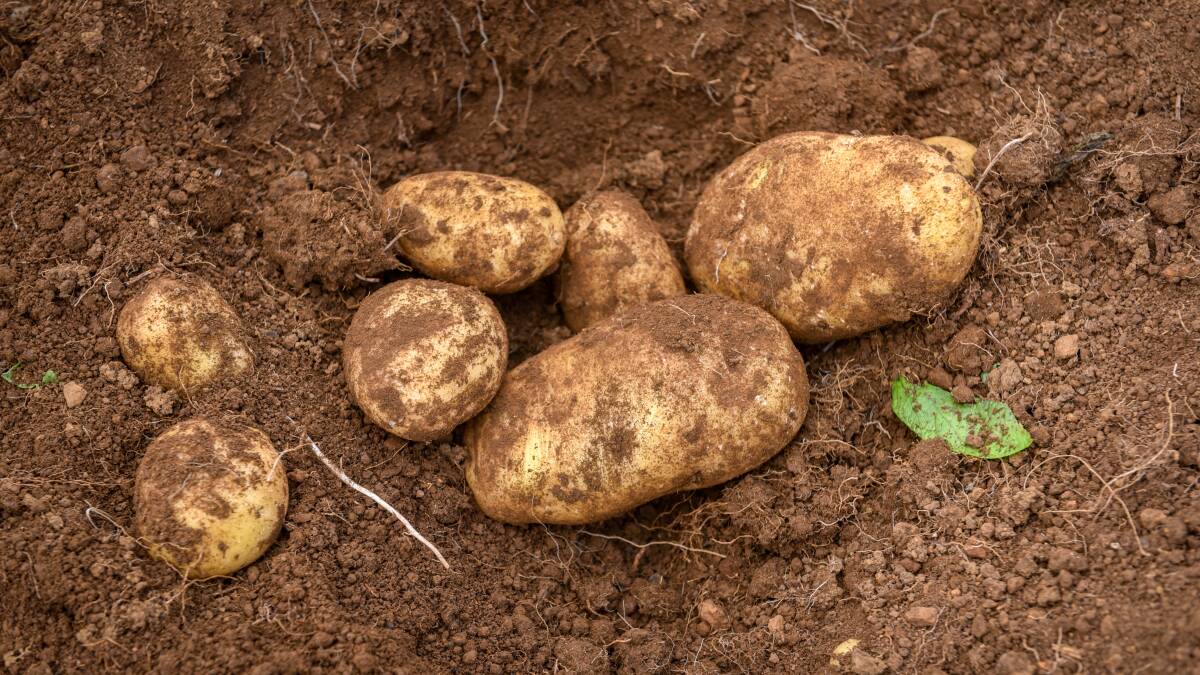 Disease risk ratio for potatoes to be updated
