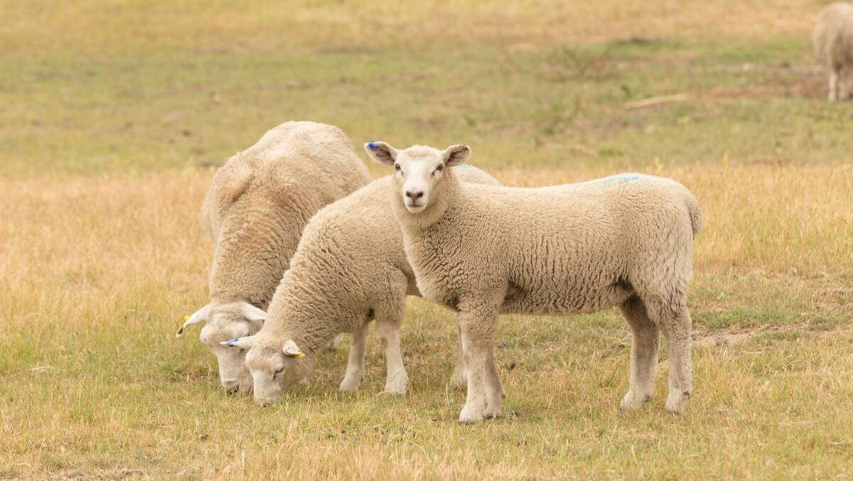 FOR SALE: Buyers and sellers will come together for the third annual multi-breed ram sale on Tuesday at Longford. Picture: shutterstock