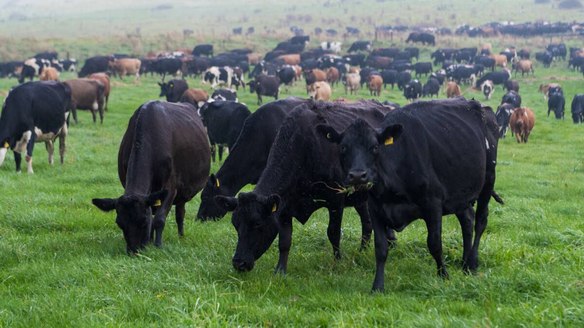 'Cows don't know about pandemic'