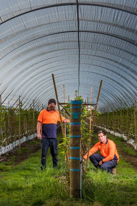 GIVE IT A GO: Hillwood Berries irrigation manager Peter Newby and non-harvest management Bryce Gale started their careers as pickers.