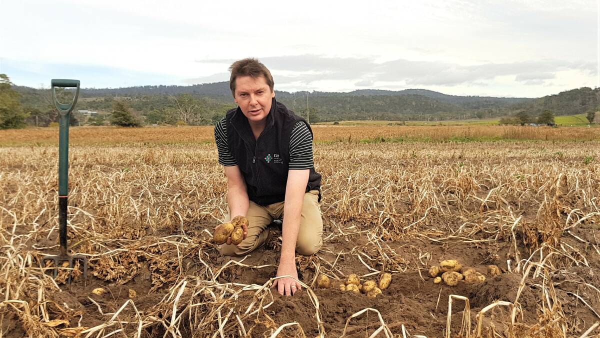 POTATO PROBLEM: Tasmanian Institute of Agriculture senior research fellow Robert Tegg is embarking on a research project to unravel the complexities of pink rot disease. Picture: supplied