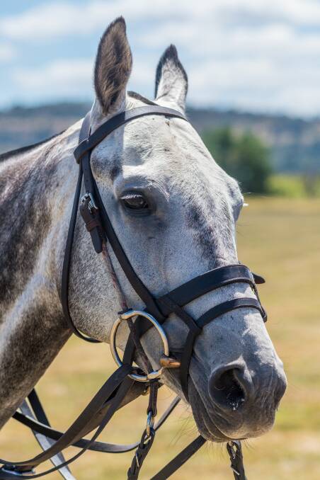 ELITE: Spitfire is an eight-year-old horse who came back from a snake bite last year to play at Barnbougle. He is a bit bigger than regular polo "ponies" but has taken to the sport after some training at Wickford.