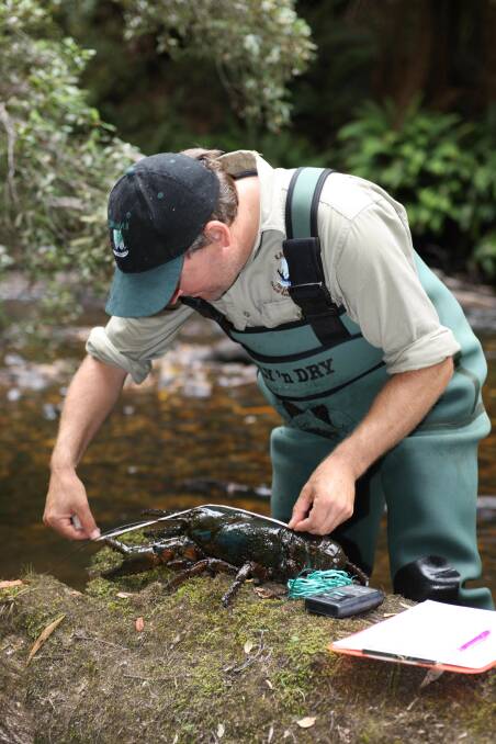 HABITAT TALK: Giant freshwater crayfish expert Todd Walsh will be at the Clean Rivers Roadshow with live crayfish and to talk about riparian habitats. Picture: Niall Doran