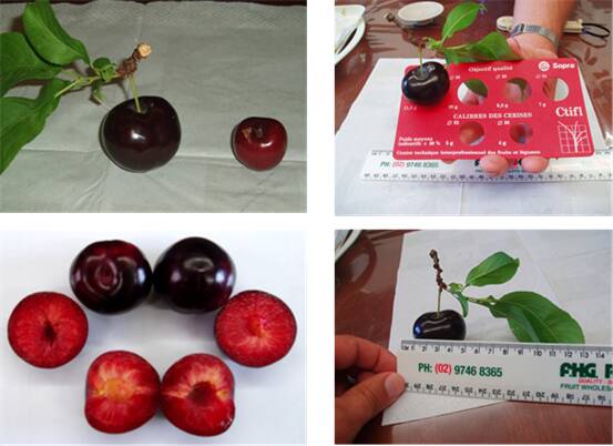 NICHE: Tasmanian company Green Planet Agriculture has started to grow cherry-plum hybrid Nadia in the state. Picture: supplied.