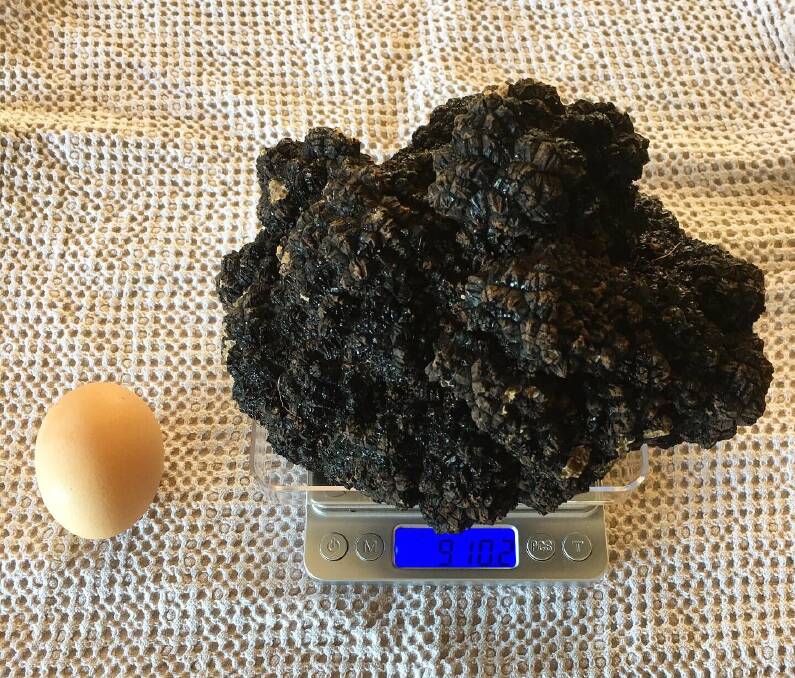 The truffle has had to be cut up as large ones are usually auctioned off in Japan or Hong Kong. 