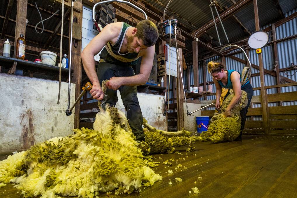 WORKFORCE DEMAND: NSW shearers Ben Reinke and Aryn Bazeley at Fingal in September. Picture: Phillip Biggs