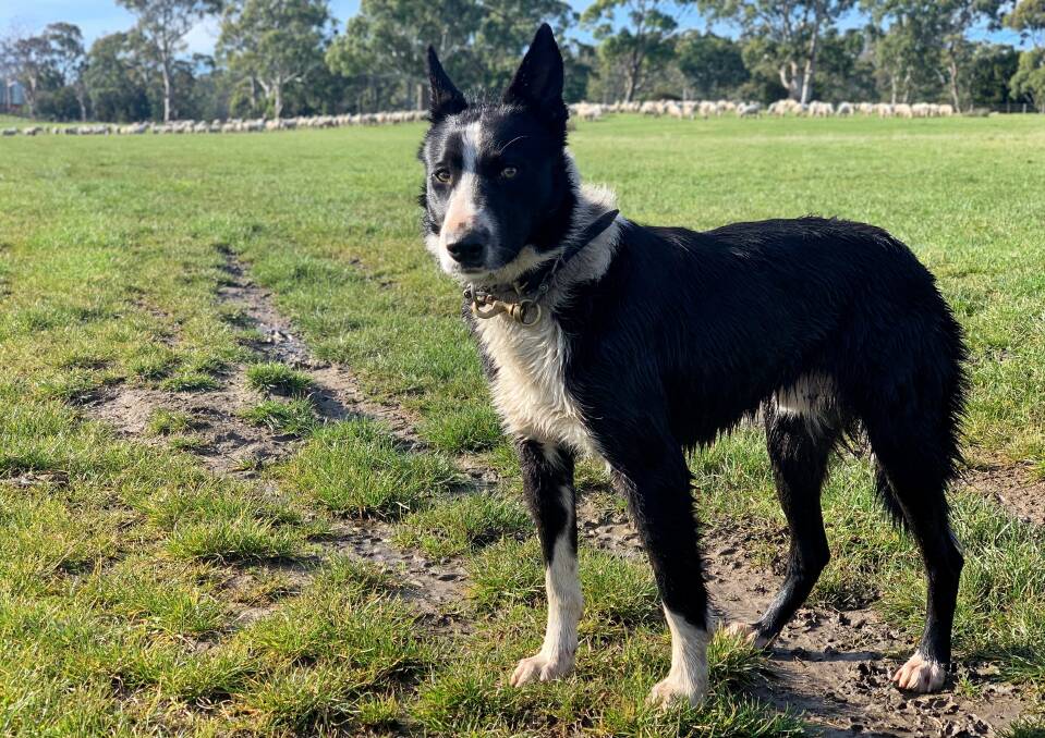 HARD WORKER: St Leonards working dog Hurricane and owner Pip Flowers came second in the national Cobber Challenge competition. It was their first time entering. Picture: supplied