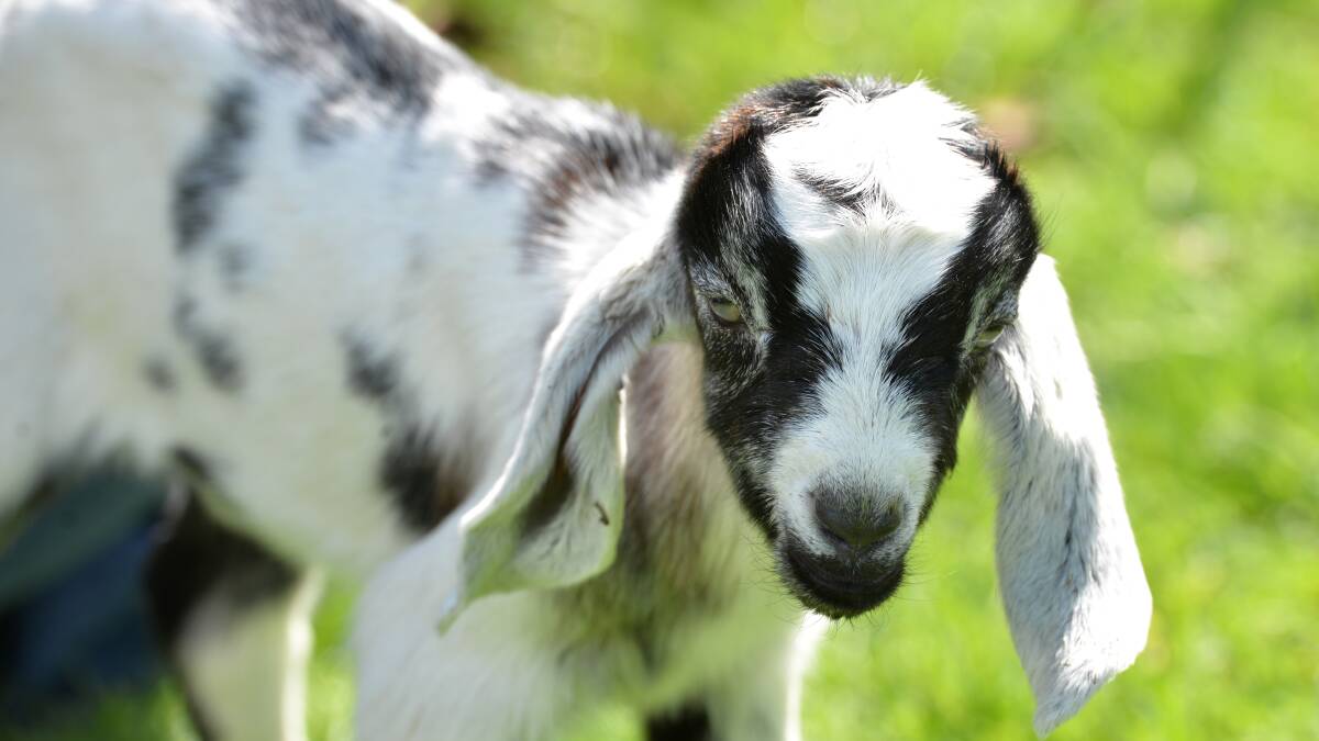 A miniature goat display will also be at Goatfest for the first time this year.