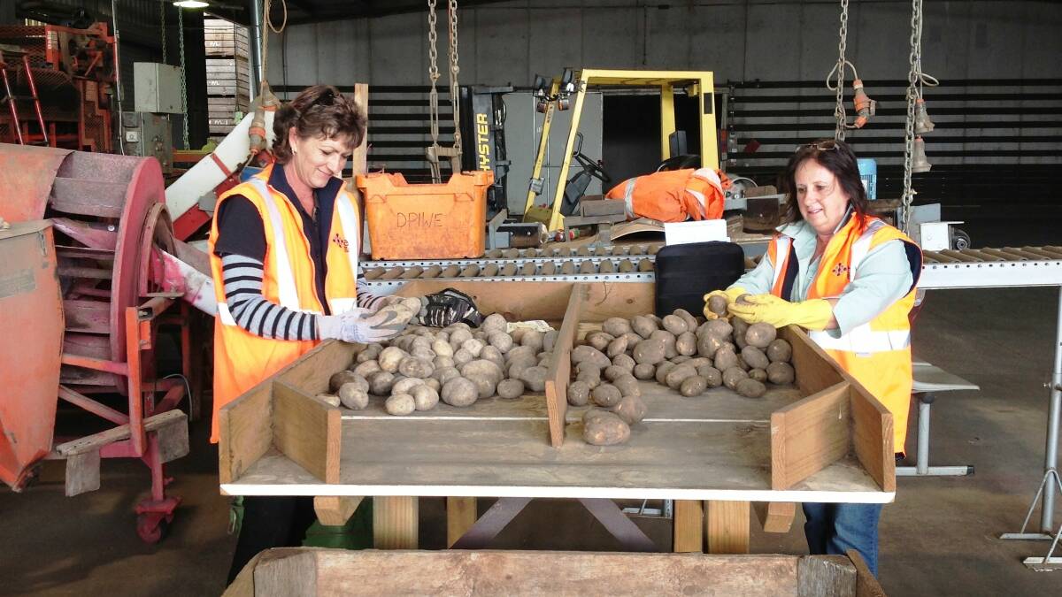 Tasmanian Institute of Agriculture students grade potato tubers for certification. TIA is one of the institutes that is a world-leader for UTAS.