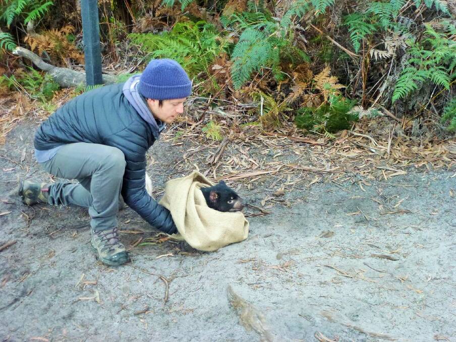 RATE OF DECLINE: University of Tasmania wildlife ecologist Dr Calum Cunningham releases a devil back into the field. Picture: supplied