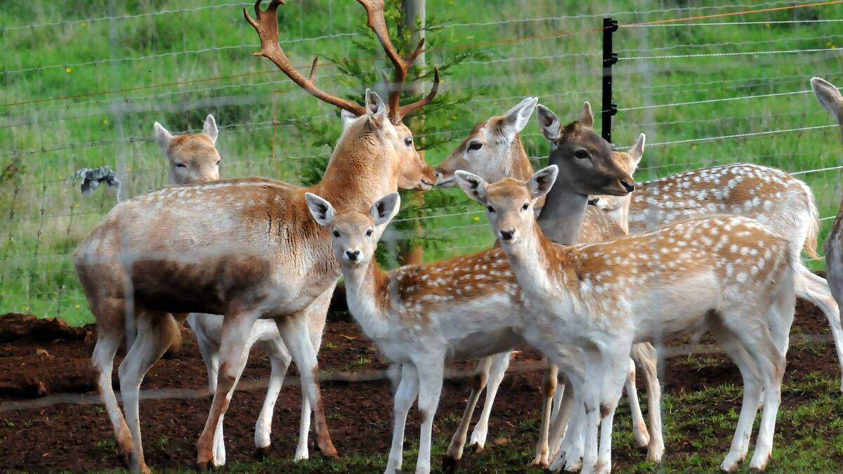 Three new areas open for deer hunting as season gets underway