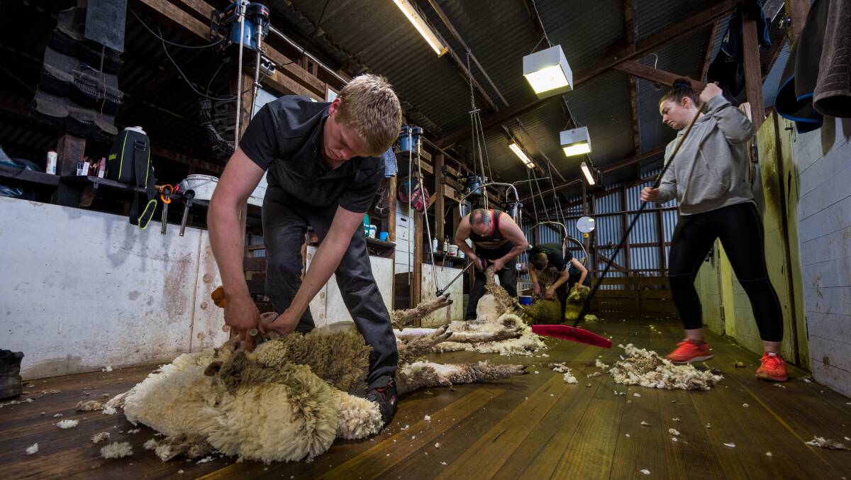 WINDING DOWN: Tasmanian shearer Sam Byers (front) is waiting coronavirus out in Tasmania, but the season is winding up soon. Pictures: Phillip Biggs