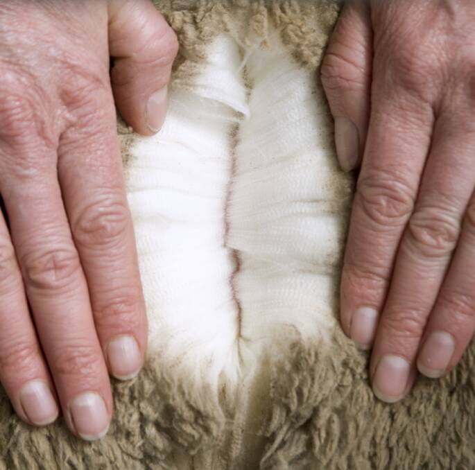 The border restrictions didn't just affect shearers, but also woolclassers, Launceston-based shearing company owner Steve Rigby says. Picture: shutterstock