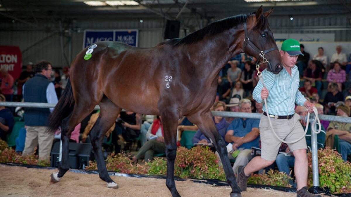 SALES: A colt by Darley stallion Epaulette, which topped the 2018 Magic Millions Tasmanian Yearling Sale at Launceston. Picture Supplied