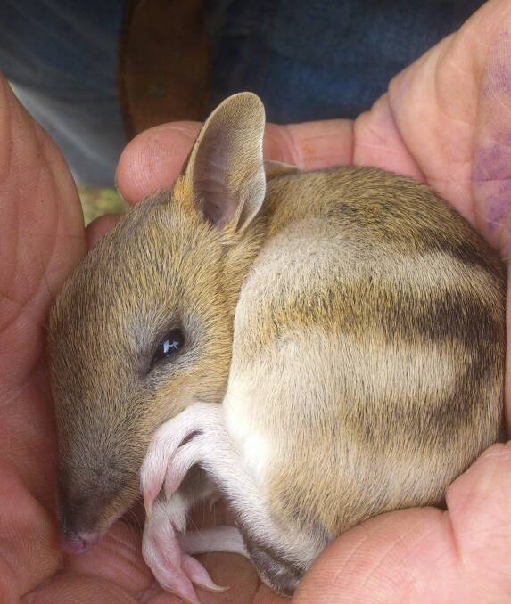 PROTECTION: A key focus in the West Tamar through to Perth-Longford areas is protecting and improving habitat for eastern barred bandicoot for NRM North. Picture: supplied