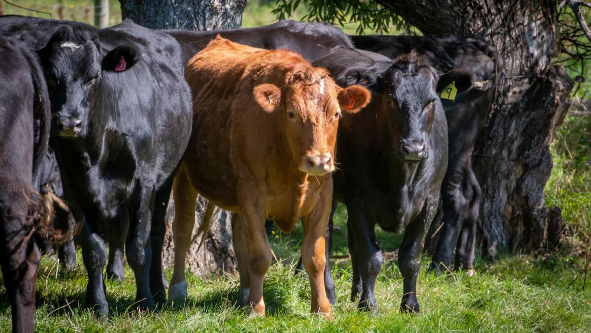 Tas Ag Co has also found a solution to the controversial practice of "bobby calves" in the dairy industry. Mr Trethewey has purchased the bobby calves, or male calves, for use in his herd's genetic makeup. 