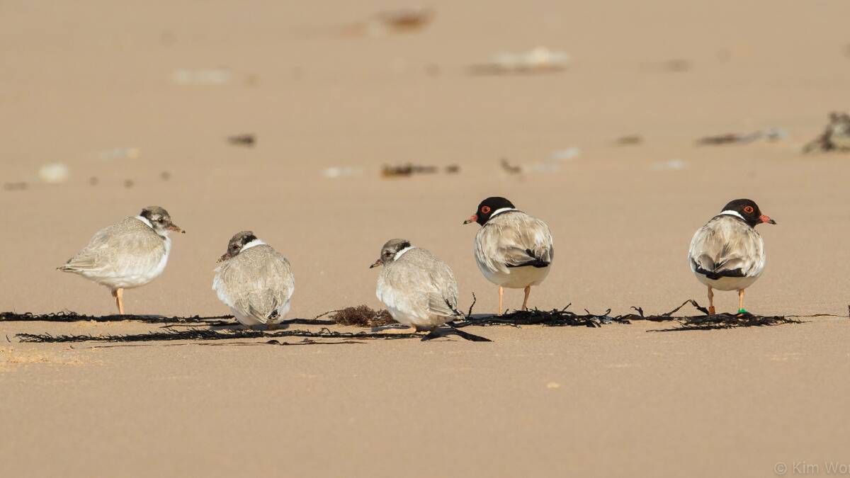 WATCH OUT: Hooded plovers lay their tiny speckled eggs directly on the sand. While they are well camouflaged from predators, they are also incredibly difficult to see. Picture: supplied