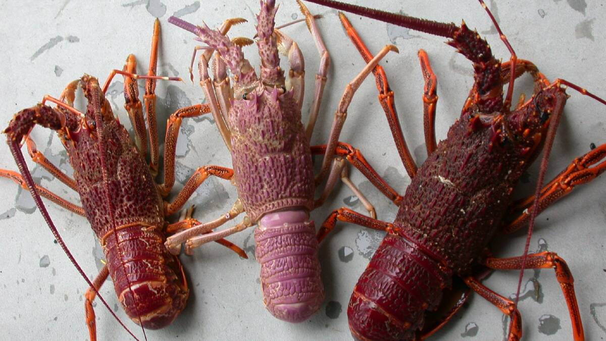 Rock lobster fishery opens