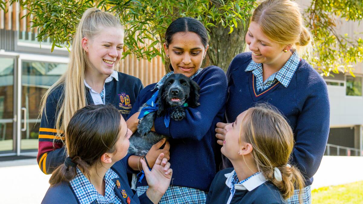 Meet Scotch Oakburn's new therapy dog - Paddington