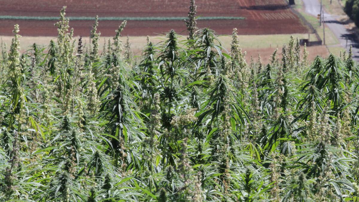 A feasibility study into a commercially viable hemp industry for Tasmania was commissioned by the state House of Assembly standing committee on environment, resources and development in March 2012.
