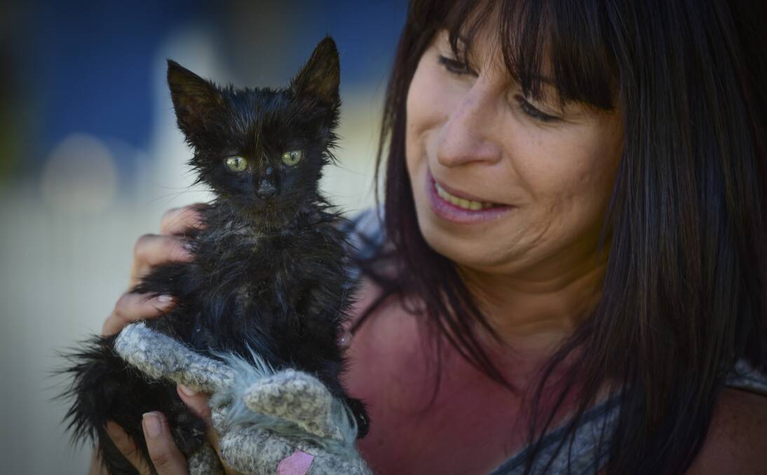 ROAD TO RECOVERY: Just Cats director Rachel Beech with 8-week-old Sila who was found in a drum full of engine oil in Launceston and is now recovering at Just Cats at Longford. Picture: Paul Scambler.
