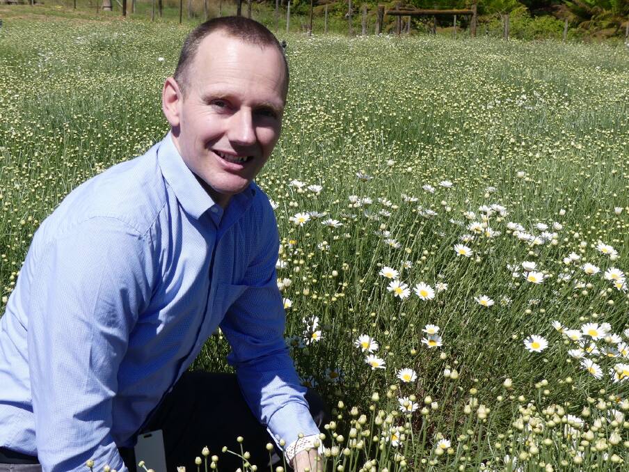 CROP TRIALS: Researcher at the Tasmanian Institute of Agriculture, Dr Jason Scott, has been working with Tasmanian pyrethrum growers. 