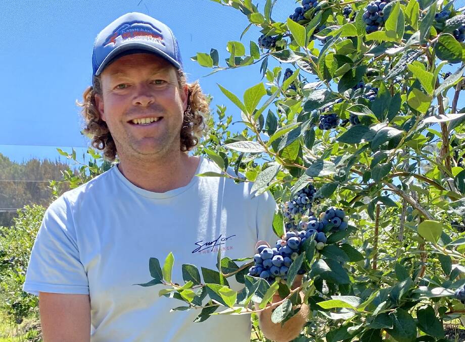 PAYING OFF: Stuart Millwood of Berry Blue first planted his crop 10 years ago, now the farm has gone from strength to strength. Pictures: supplied