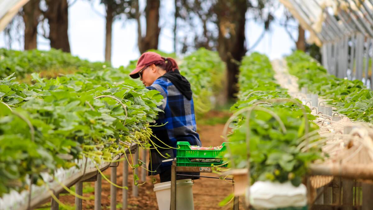 PEAK HARVEST: Seasonal harvest times in Tasmania peak in January, and while some seasonal workers have arrived in the state, there is still some concern that there may not be enough. Picture: file