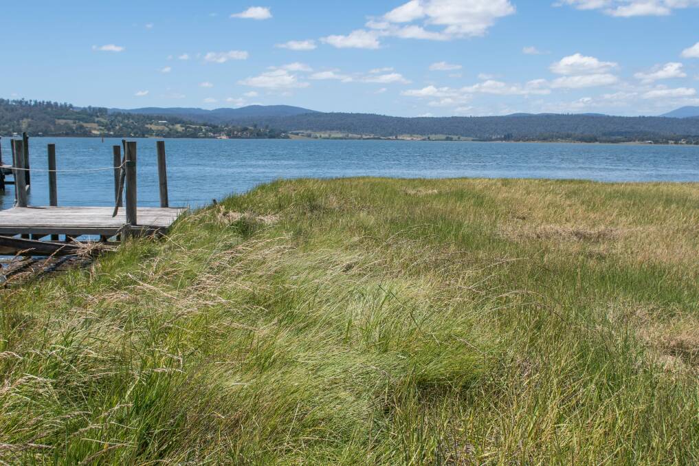 MAN-MADE INVASION: Rice grass on the Tamar River was introduced in the 40s to strengthen the banks to allow ships, but it has now encroached the majority of the length of the estuary and narrowed the channel. Picture: Paul Scambler