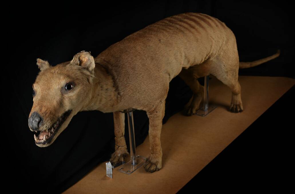  A thylacine male at the QVMAG Natural Sciences museum. This male was collected before 1897, when there were still living thylacines.