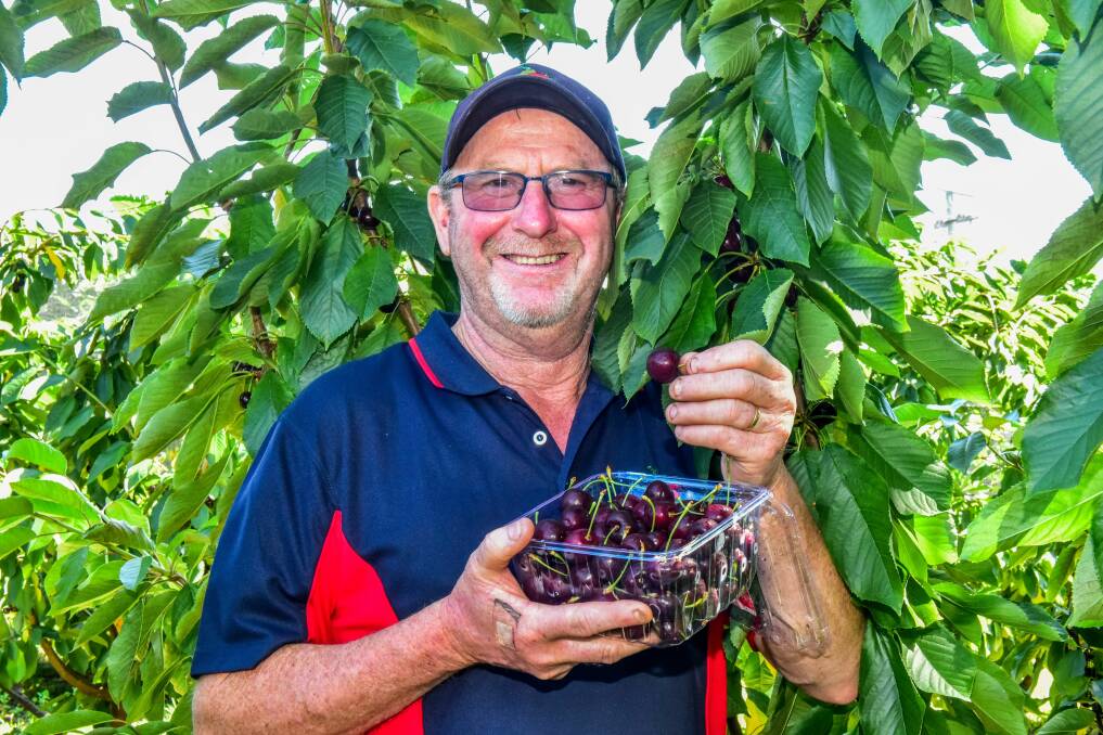 PICK YOUR OWN: Brendon Morrison of Lees Orchard, with some of the fruit from the Pick Your Own trees. Picture: Neil Richardson