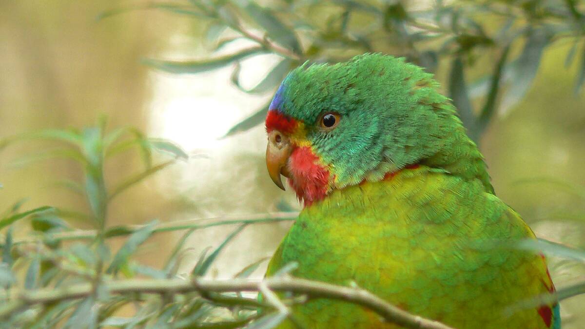 Swift parrot deserves habitat more than we need a wider road