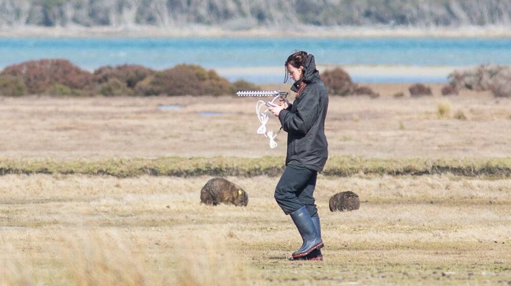 New research into sarcoptic mange affecting Tasmanian wombats has been undertaken by the University of Tasmania. Pictures: supplied.