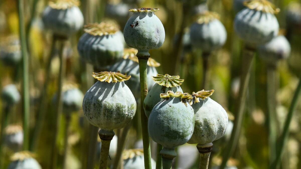 Poppy growers play important role for state