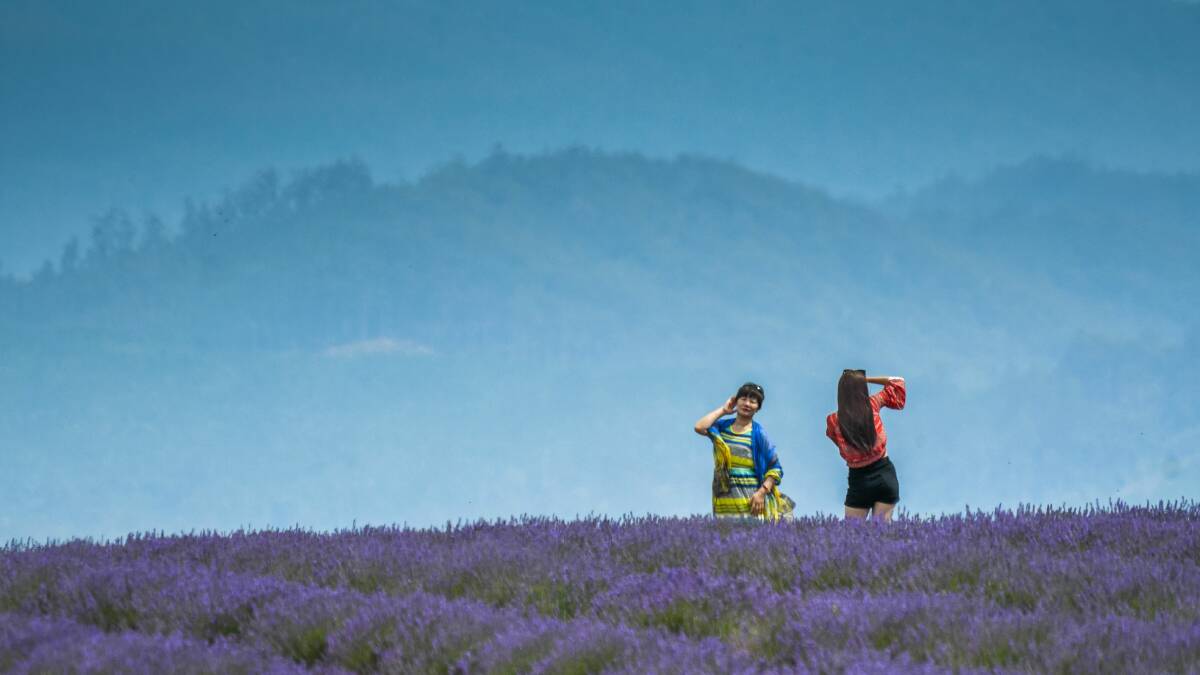 Purple fields, lavender dreams at Bridestowe Lavender Estate