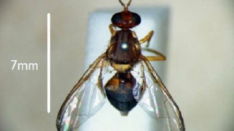 Single fruit fly larvae found in imported nectarine