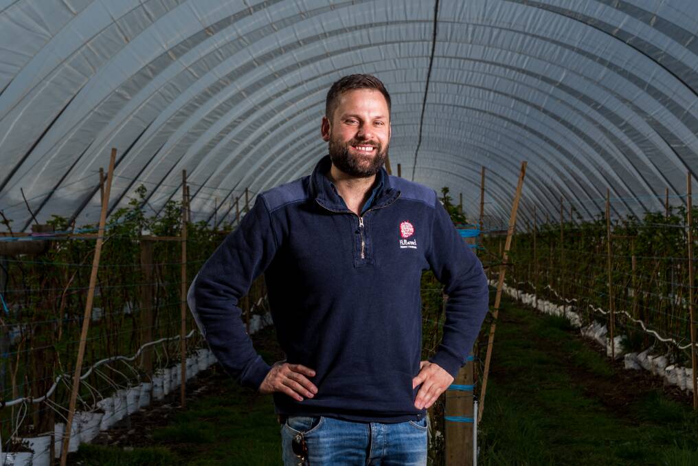 WORKERS WANTED: Hillwood Berry Farm general manager Simon Dornauf says they will need up to 350 staff per day of the harvest season. Seasonal workers are unlikely to come into the state due to COVID-19 border restrictions. Pictures: Phillip Biggs