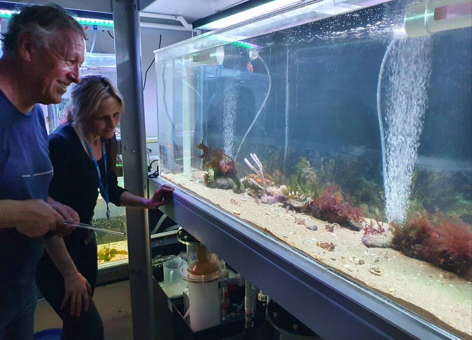BREEDING PROGRAM: UTAS/CSIRO lead researcher Jemina Stuart-Smith and Tim Fountain with some of the juvenile red handfish. Picture: supplied