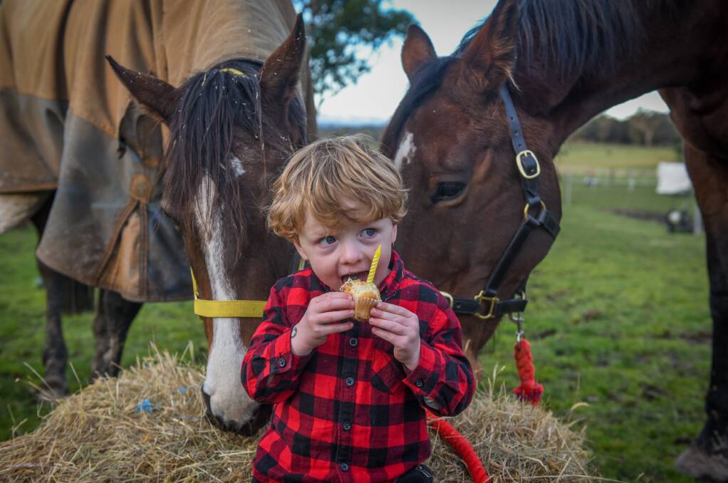 LET'S PARTY: Tom Larner, 3, of Glengarry, with horses Gwen and Bus, to celebrate the annual horse's birthday on August 1. Pictures: Paul Scambler