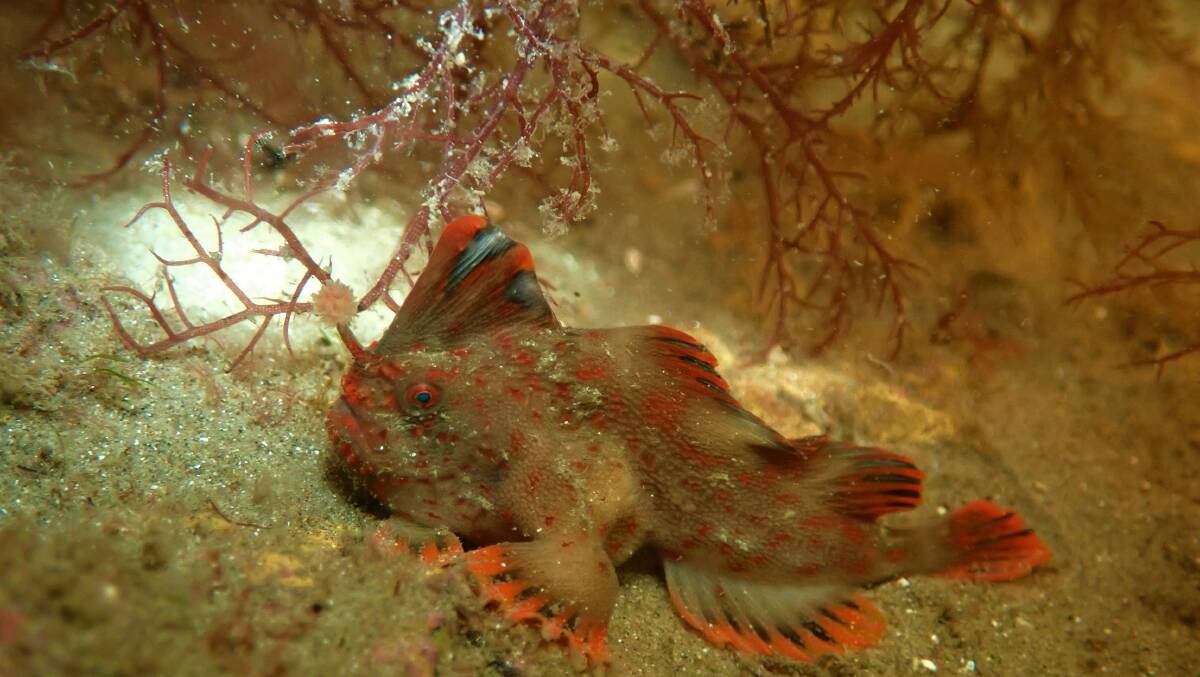 NEW HOME: A red handfish sighted in its new home a few days after its release by IMAS and UTAS researchers. Picture: Jemina Stuart-Smith