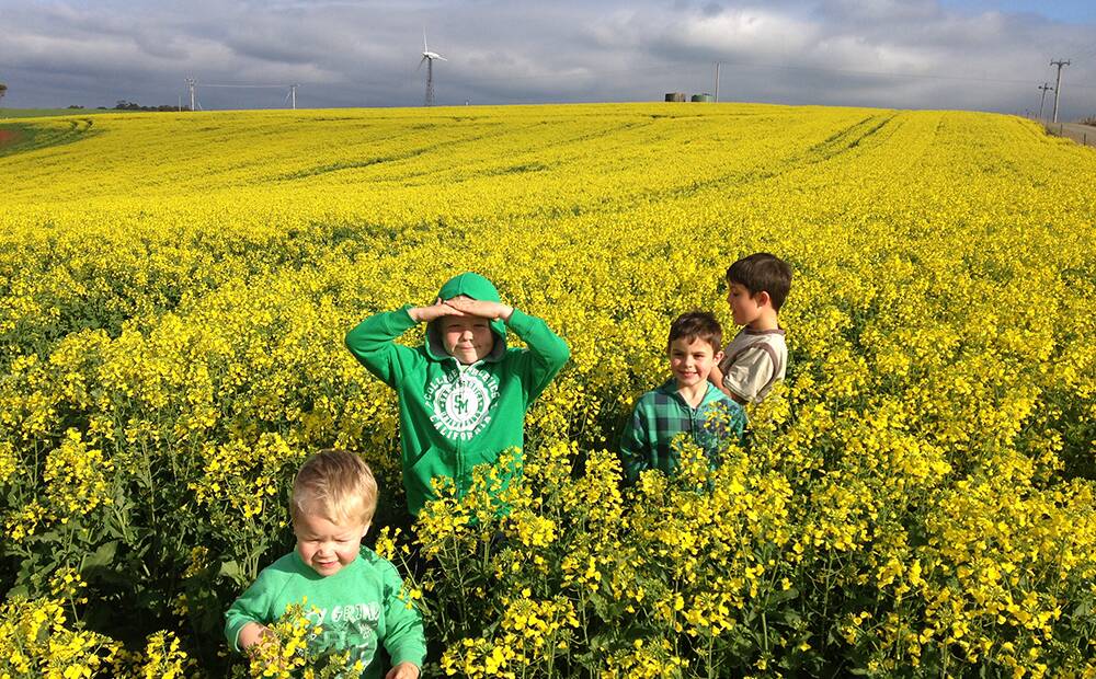 Nichols brothers Max, Jack and Ronan in the family's canola crop at Sisters Creek that could be a record yield.