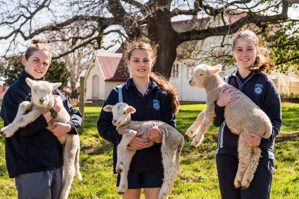 NEW CHARGES: Grade 5 pupil Damian Brown and grade 6 pupils Lilly Brown and Aspen Powers with the orphan lambs. Picture: Phillip Biggs