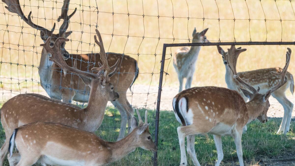 Not your typical farm: deer farms offers unique fare