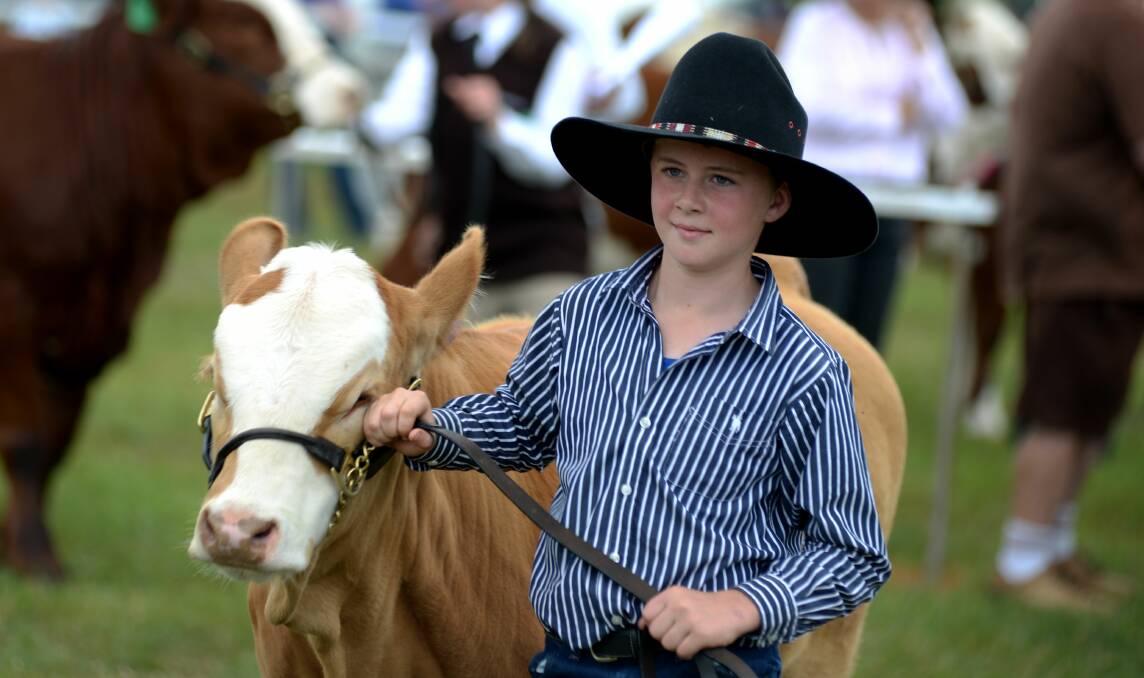 NOT SO HARD TO HANDLE: Up to 100 entries are received in the Junior Cattle Handler classes at Scottsdale Show each year with most coming from northern farm schools.