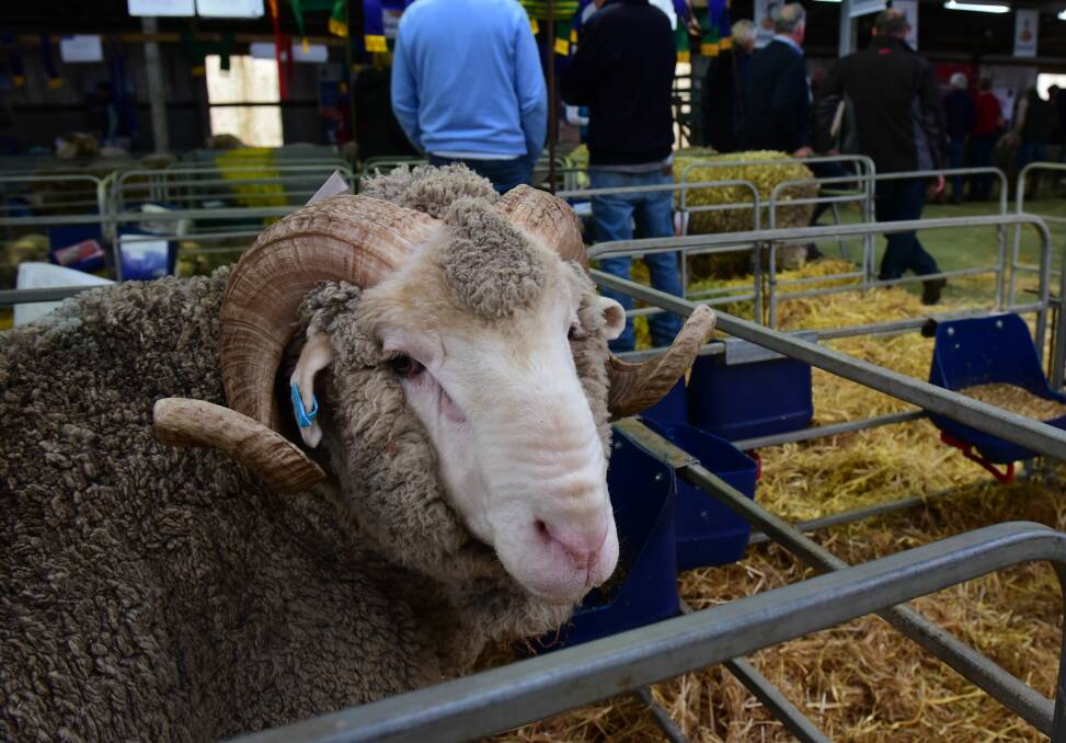 Riding on sheep's back: The Midland Agriculture Association is well known for running a traditional show with its spotlight firmly on the sheep and wool industry plus top class displays from working dogs and equestrians.  
